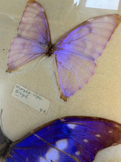 Vintage Framed Morpho Collection