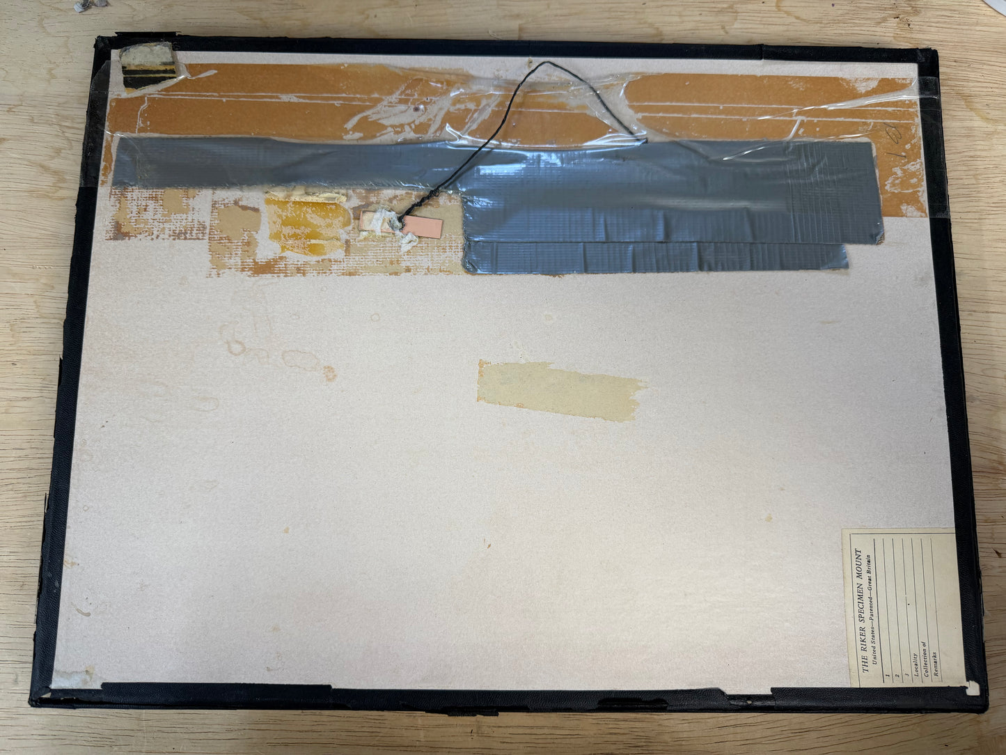 Vintage Framed Morpho Collection