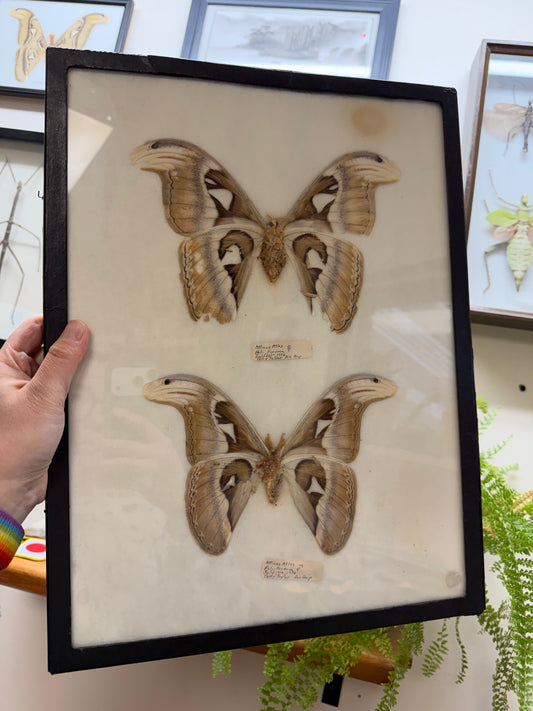 Vintage Framed Atlas Moth Pair