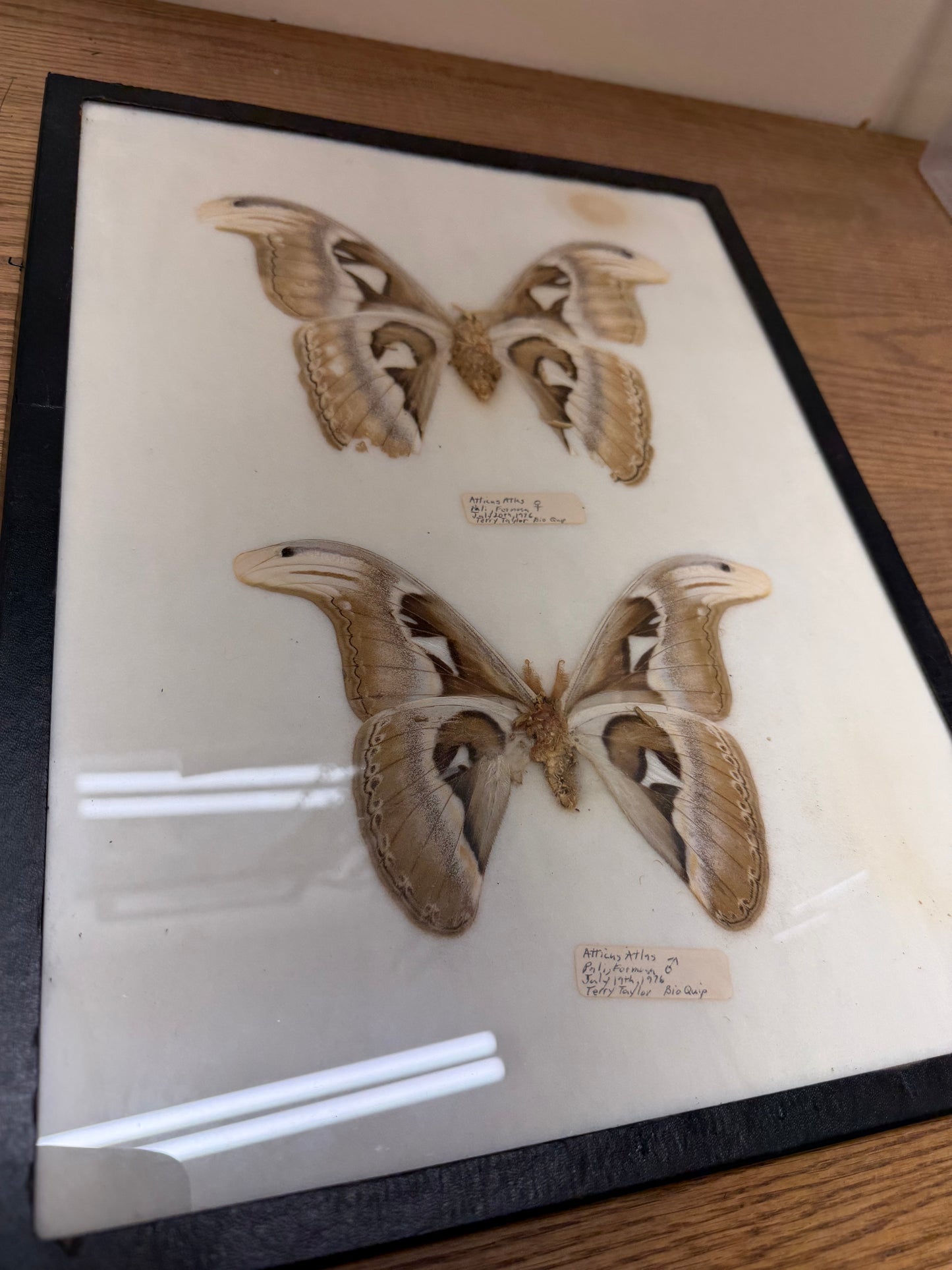 Vintage Framed Atlas Moth Pair