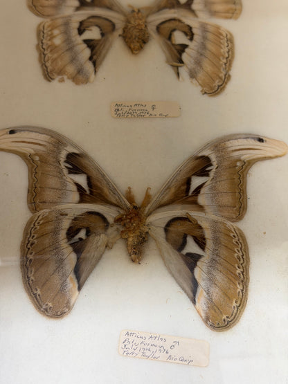 Vintage Framed Atlas Moth Pair