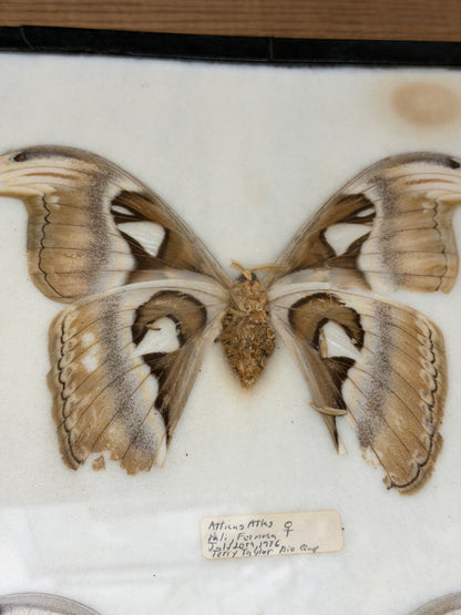 Vintage Framed Atlas Moth Pair