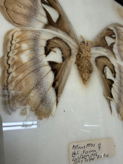 Vintage Framed Atlas Moth Pair