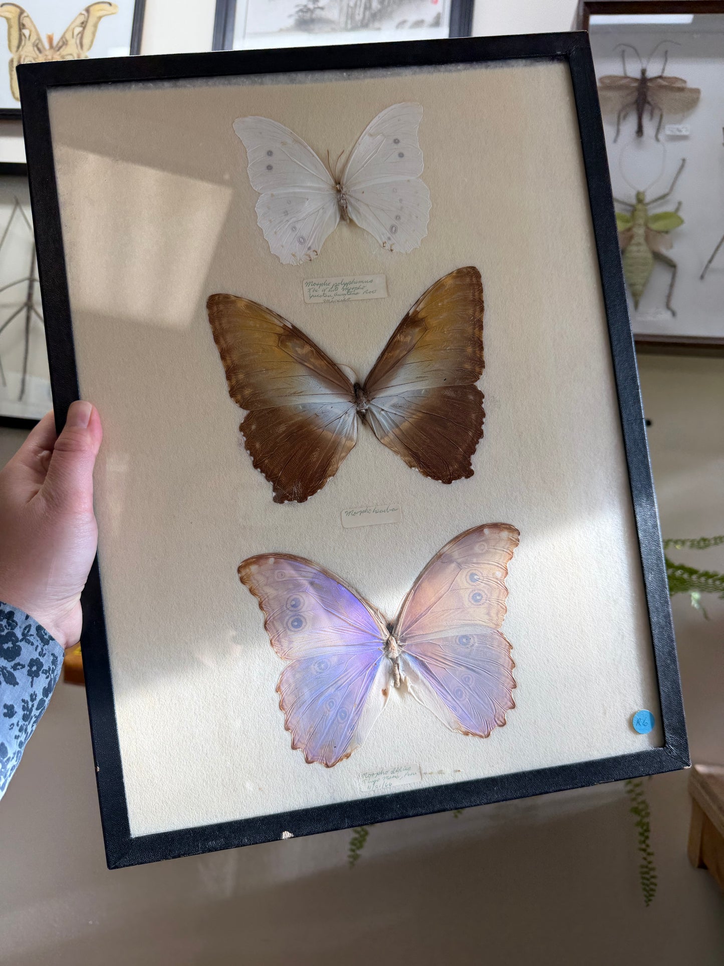 Vintage Framed Morpho Trio