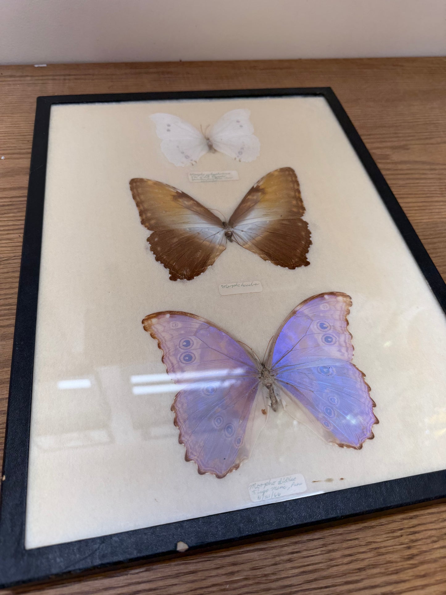 Vintage Framed Morpho Trio