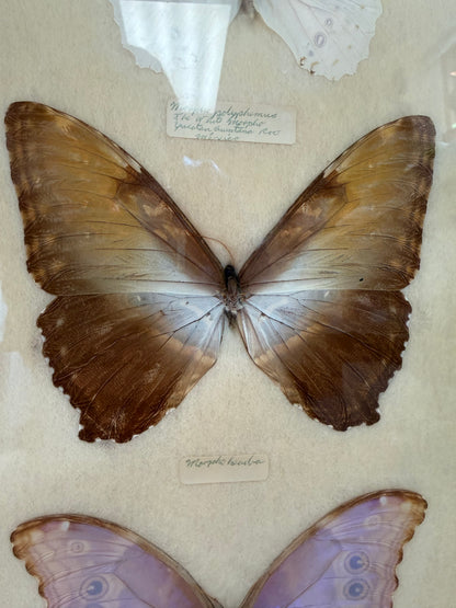 Vintage Framed Morpho Trio