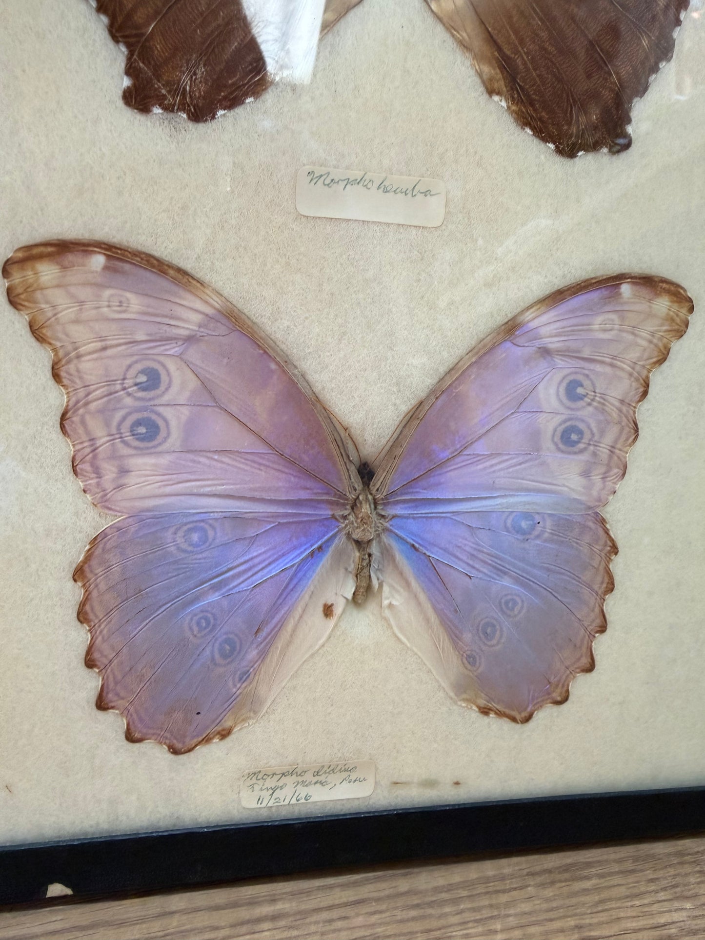 Vintage Framed Morpho Trio