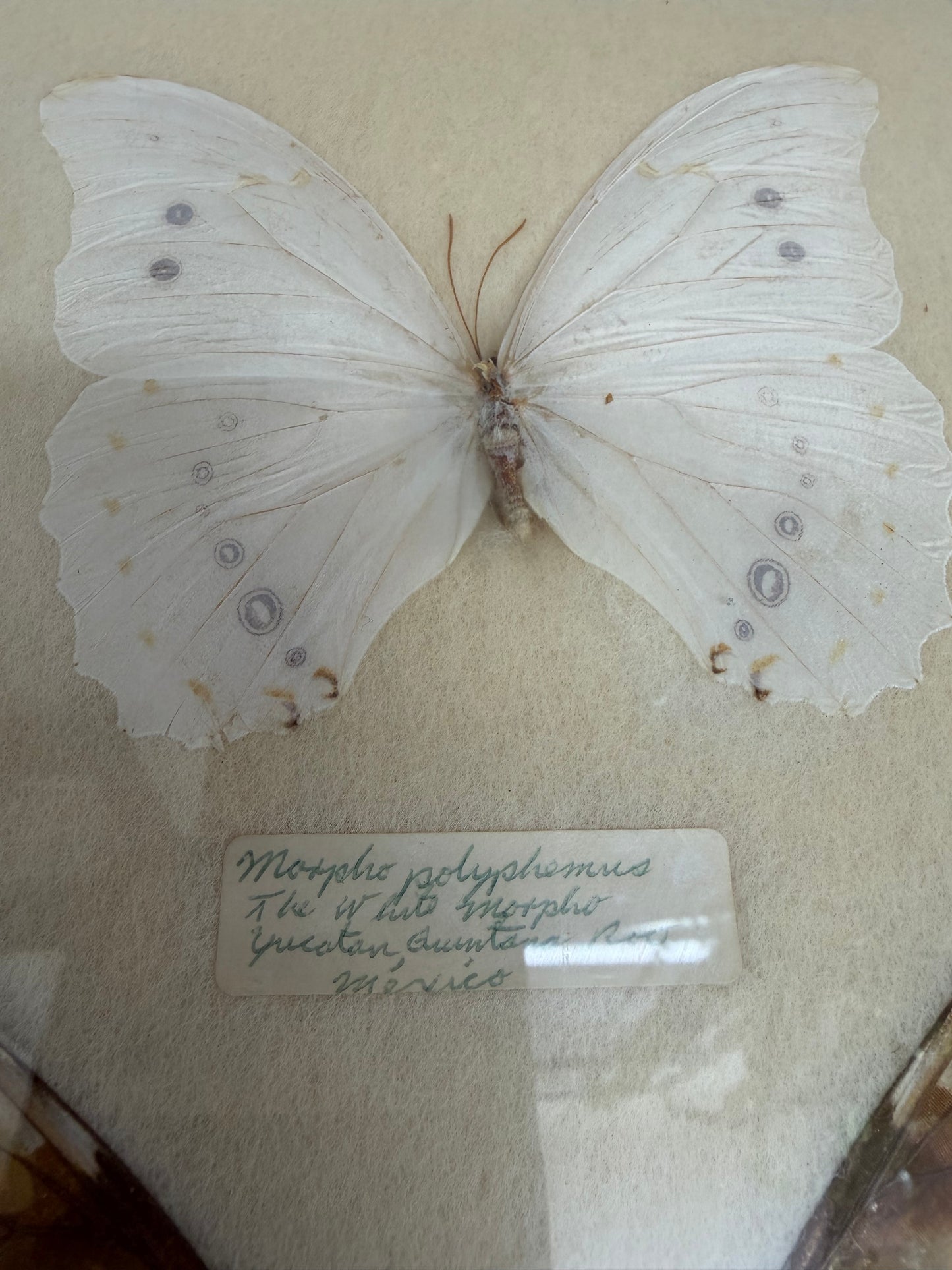 Vintage Framed Morpho Trio