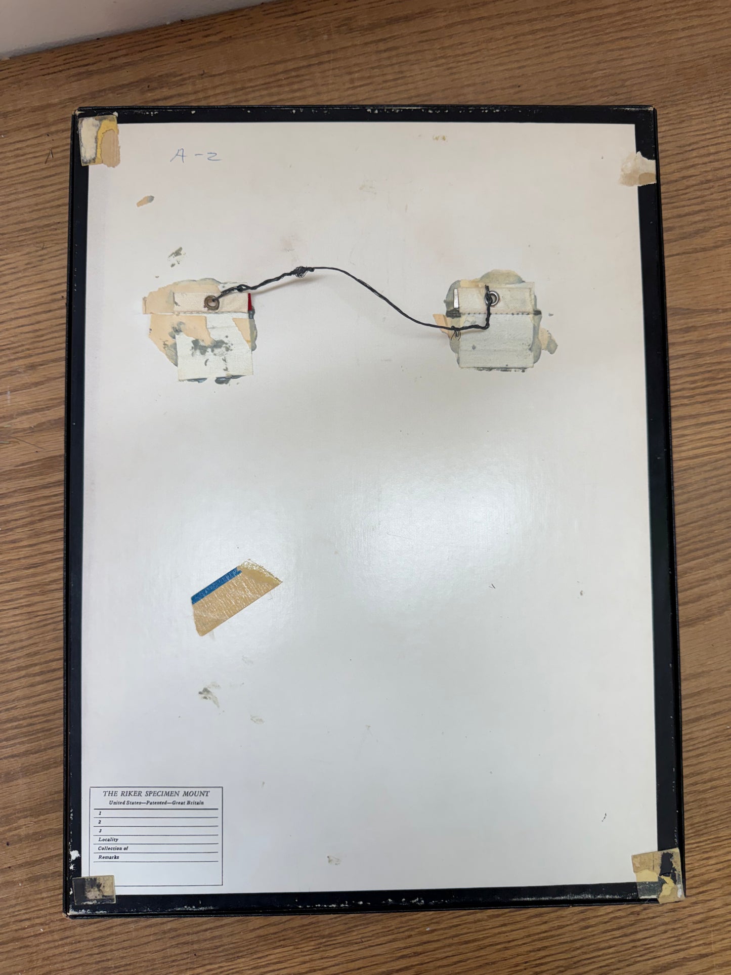 Vintage Framed Morpho Trio