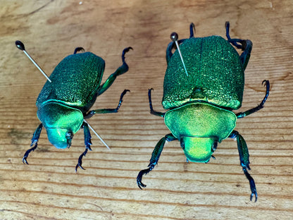 Shining Green Scarab leaf Chafer Beetle PAIR 'Chrysophora chrysochlora'
