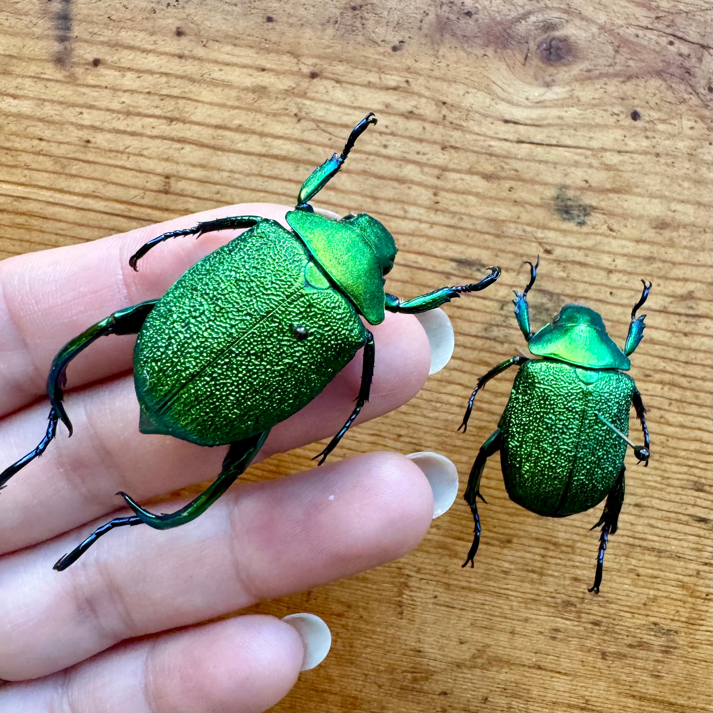 Pair of Shining Leaf Chafer beetles, Chrysophora chrysochlora, mounted and high quality framed in a shadowbox