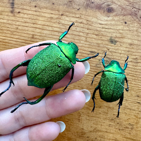 Shining Green Scarab leaf Chafer Beetle PAIR 'Chrysophora chrysochlora'