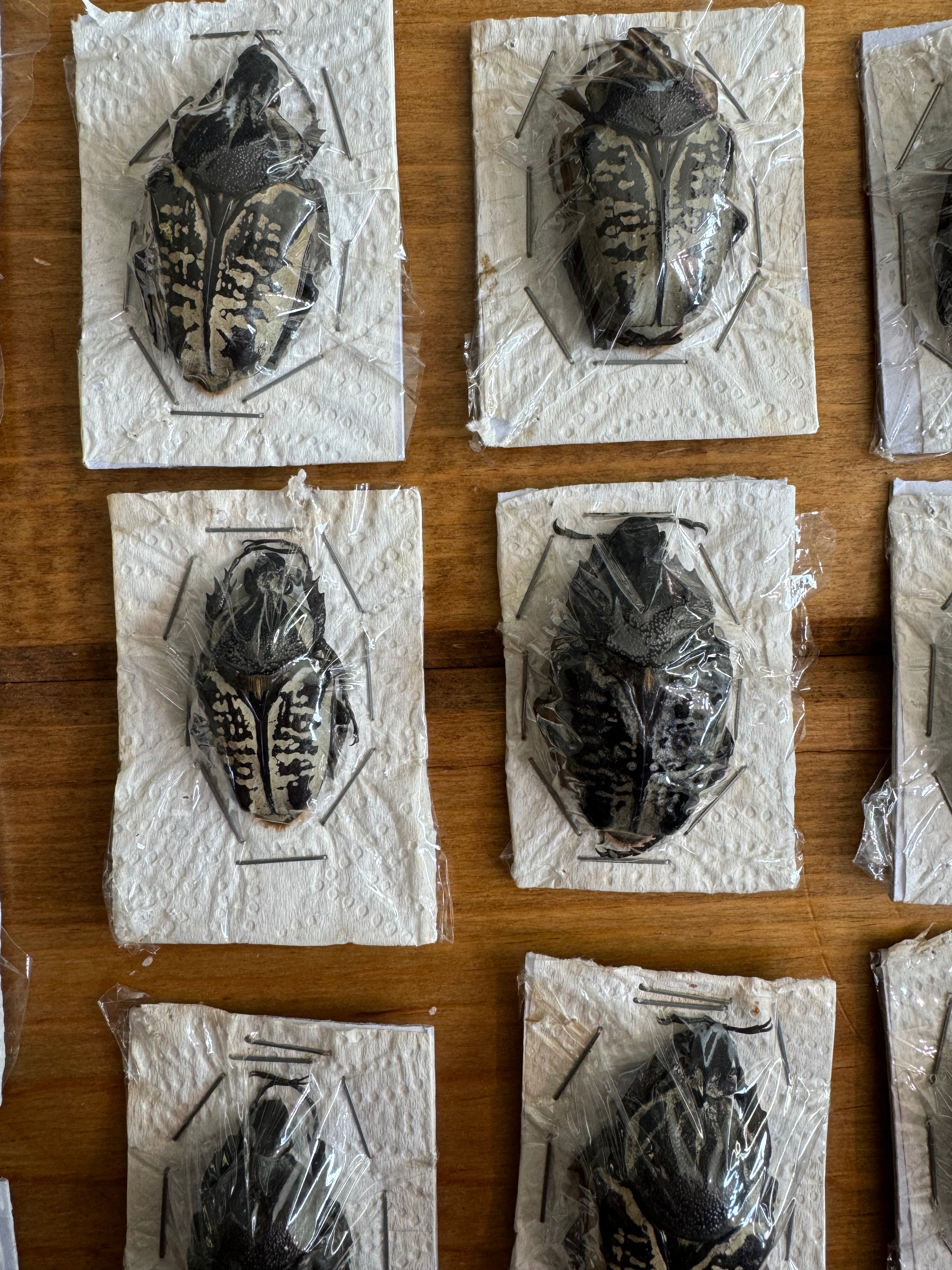 Golaith Beetles 'Goliathus albosignatus' – The Little Caterpillar, LLC