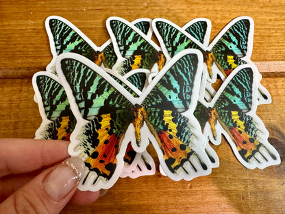 Sunset Moth Vinyl STICKER 'Urania ripheus' LIFE-SIZE, Realistic