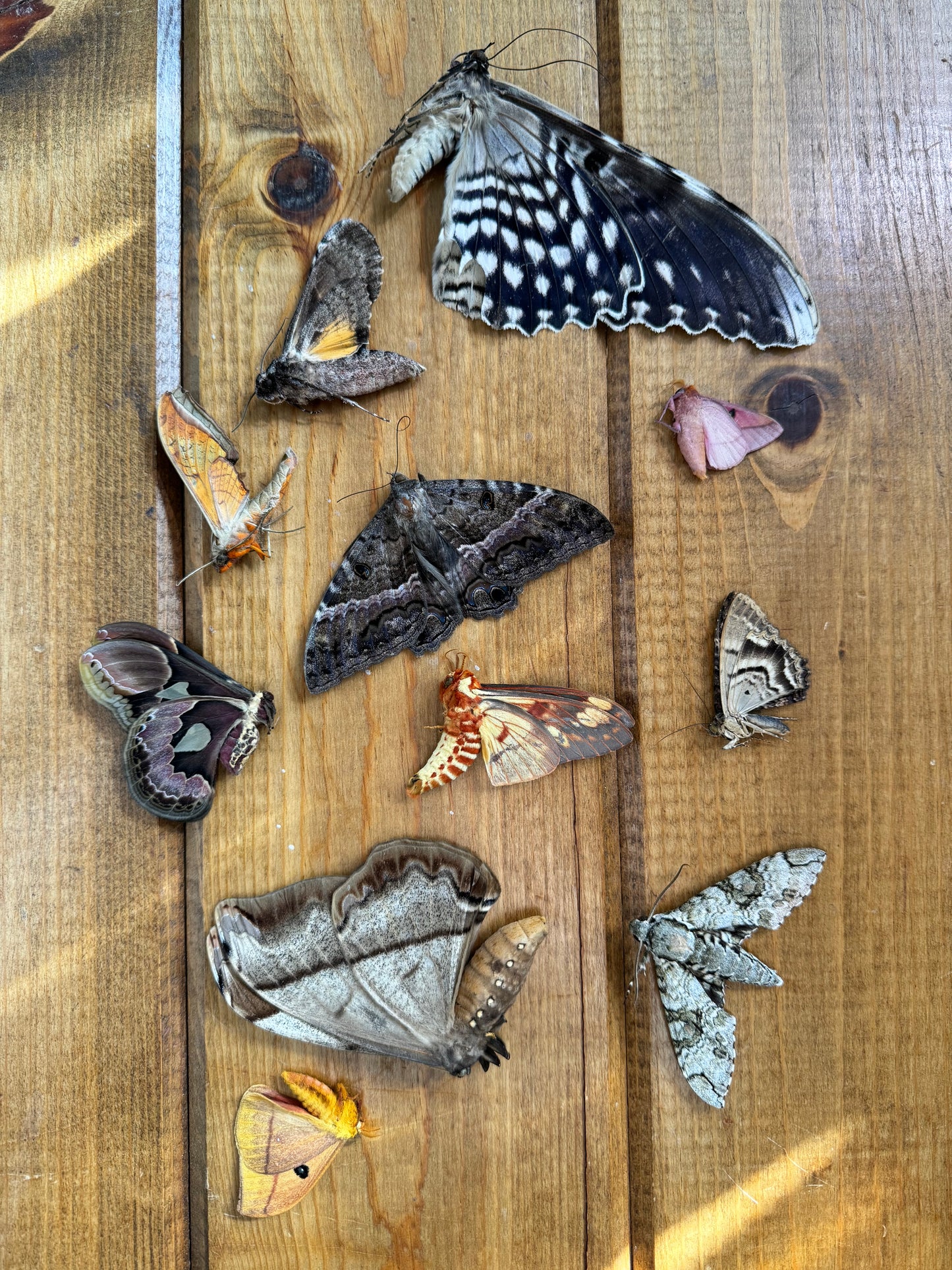 Mixed lot of REAL Moths for artwork, crafts, and projects! Assorted