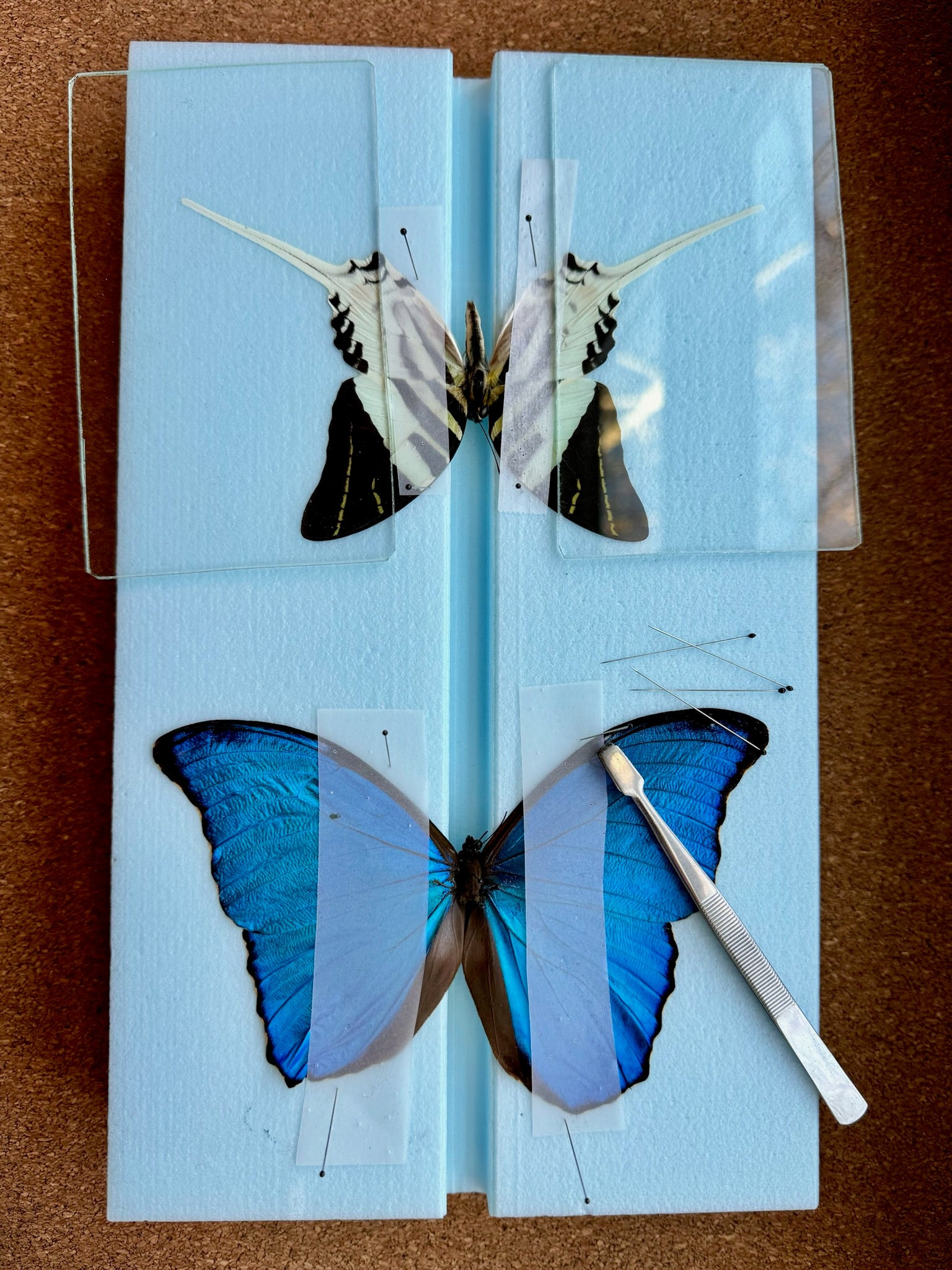 LARGE Butterfly Spreading Mounting Board High Density Polyethylene