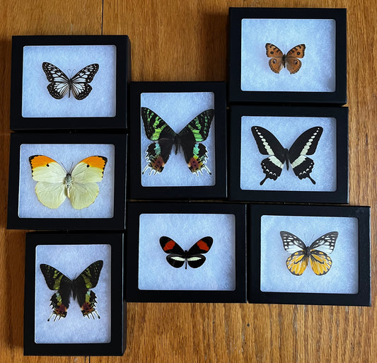 Mixed Riker Mount Frames