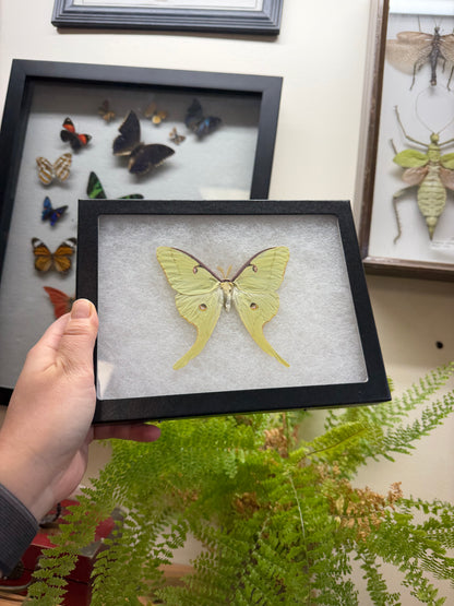 Luna Moon Moth ‘Actius luna’ SPREAD and FRAMED