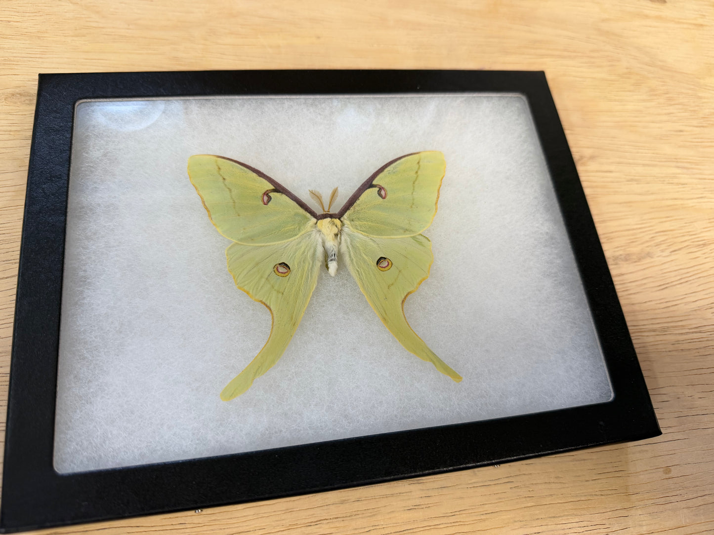 Luna Moon Moth ‘Actius luna’ SPREAD and FRAMED