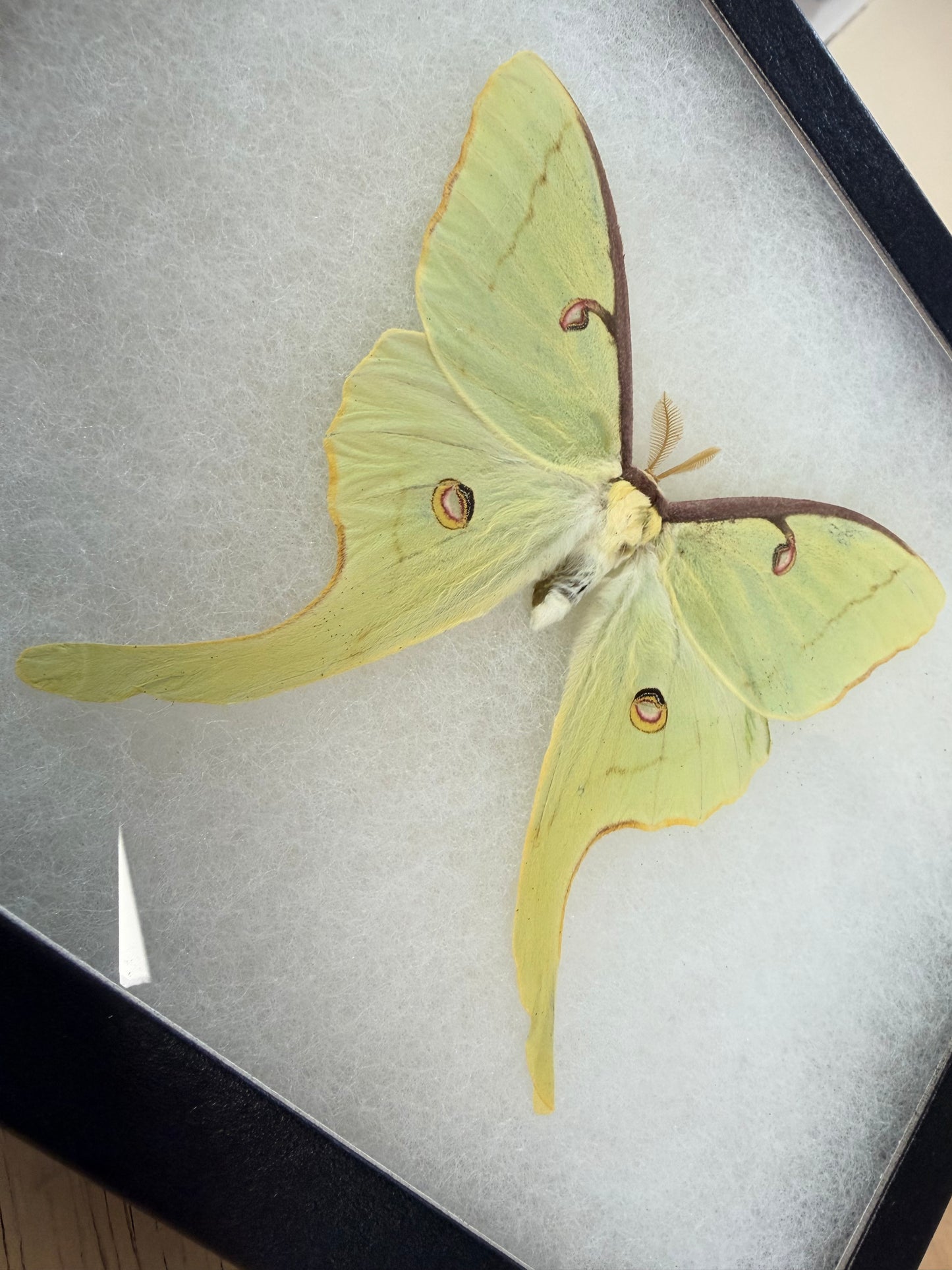 Luna Moon Moth ‘Actius luna’ SPREAD and FRAMED