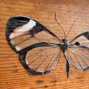 Small Glasswing Butterfly 'Greta oto'