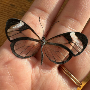 Small Glasswing Butterfly 'Greta oto'
