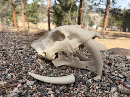 Damaged Saber-tooth Tiger Skull Replica Lot 200
