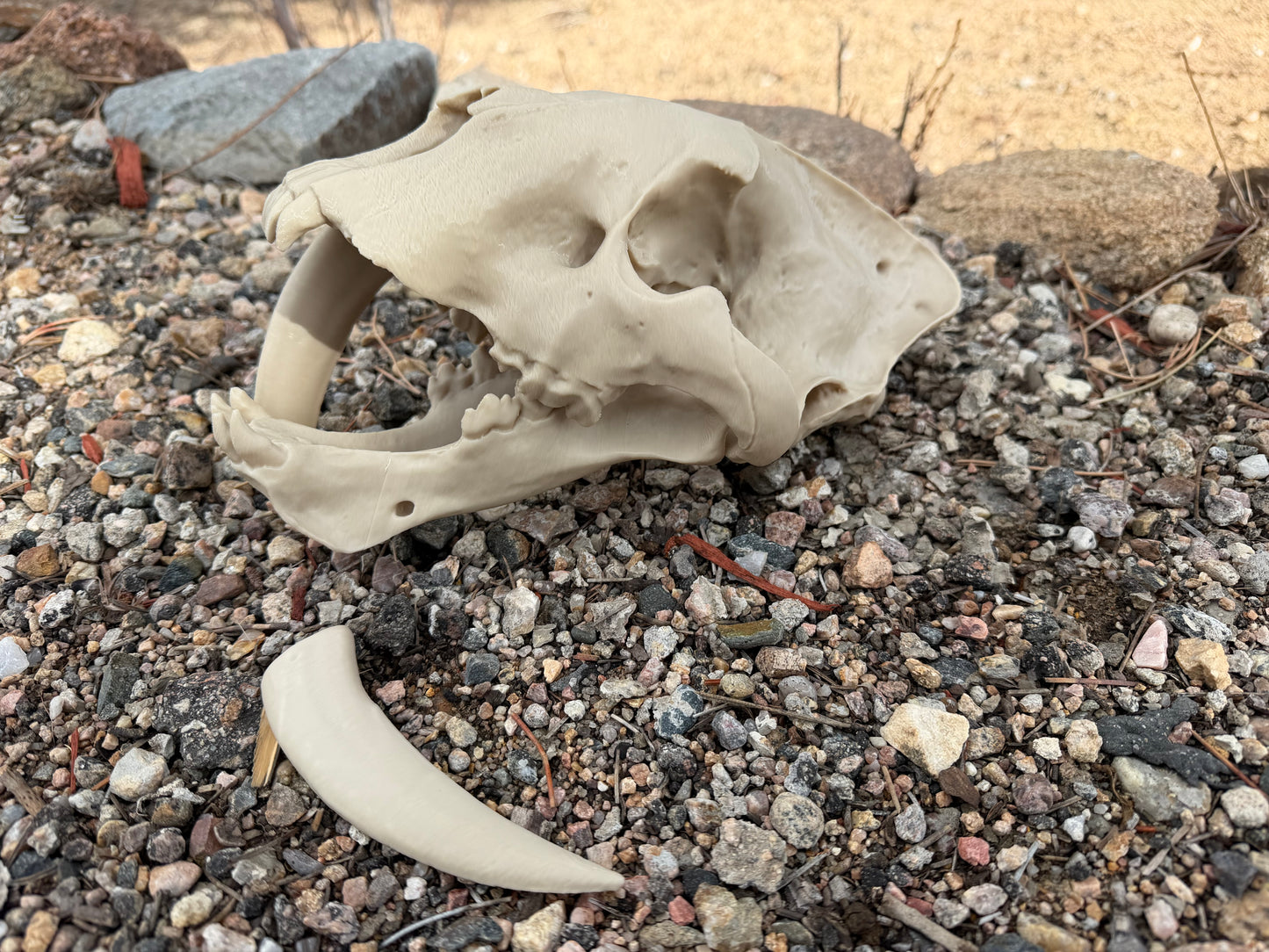 Damaged Saber-tooth Tiger Skull Replica Lot 200