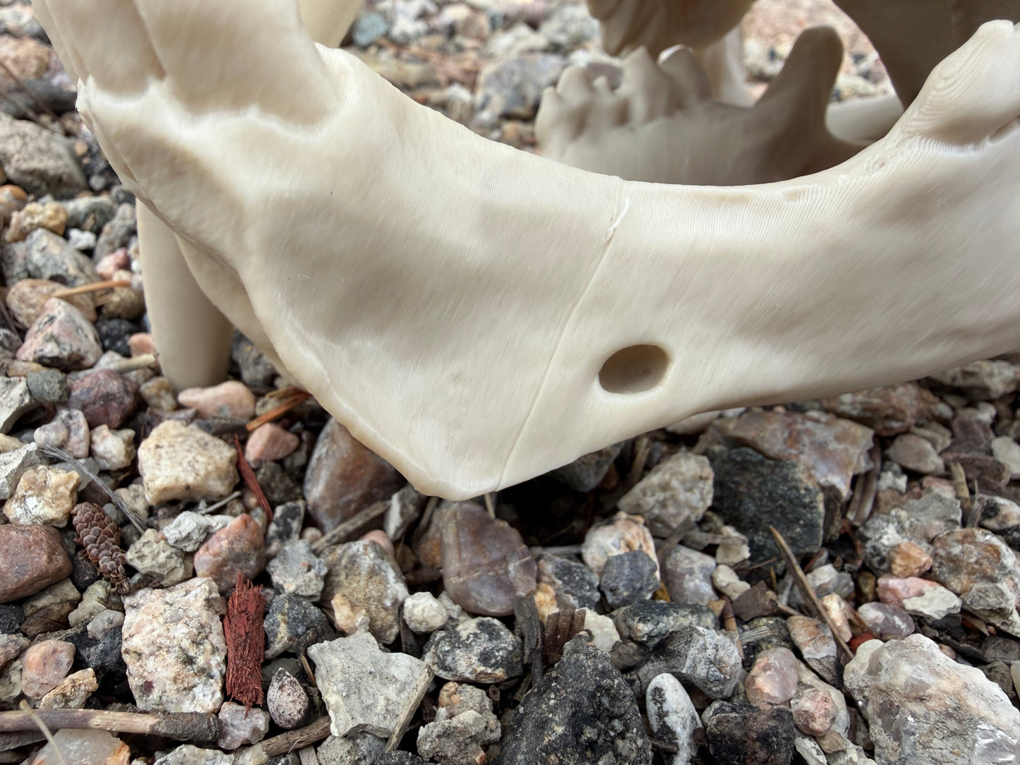 Damaged Saber-tooth Tiger Skull Replica Lot 200