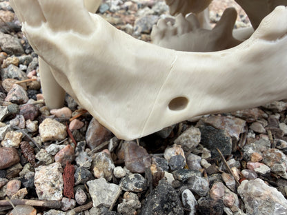 Damaged Saber-tooth Tiger Skull Replica Lot 200