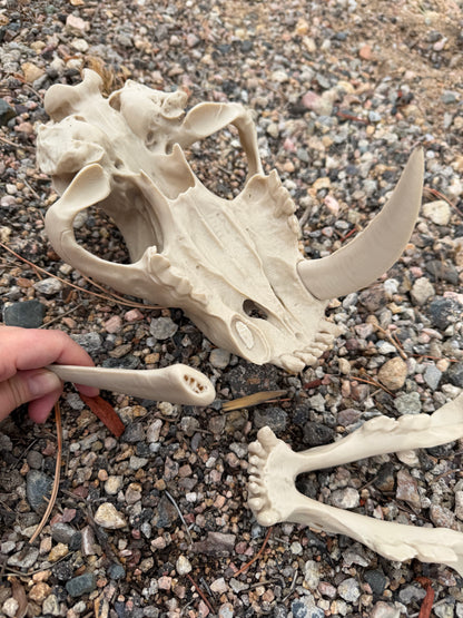 Damaged Saber-tooth Tiger Skull Replica Lot 200