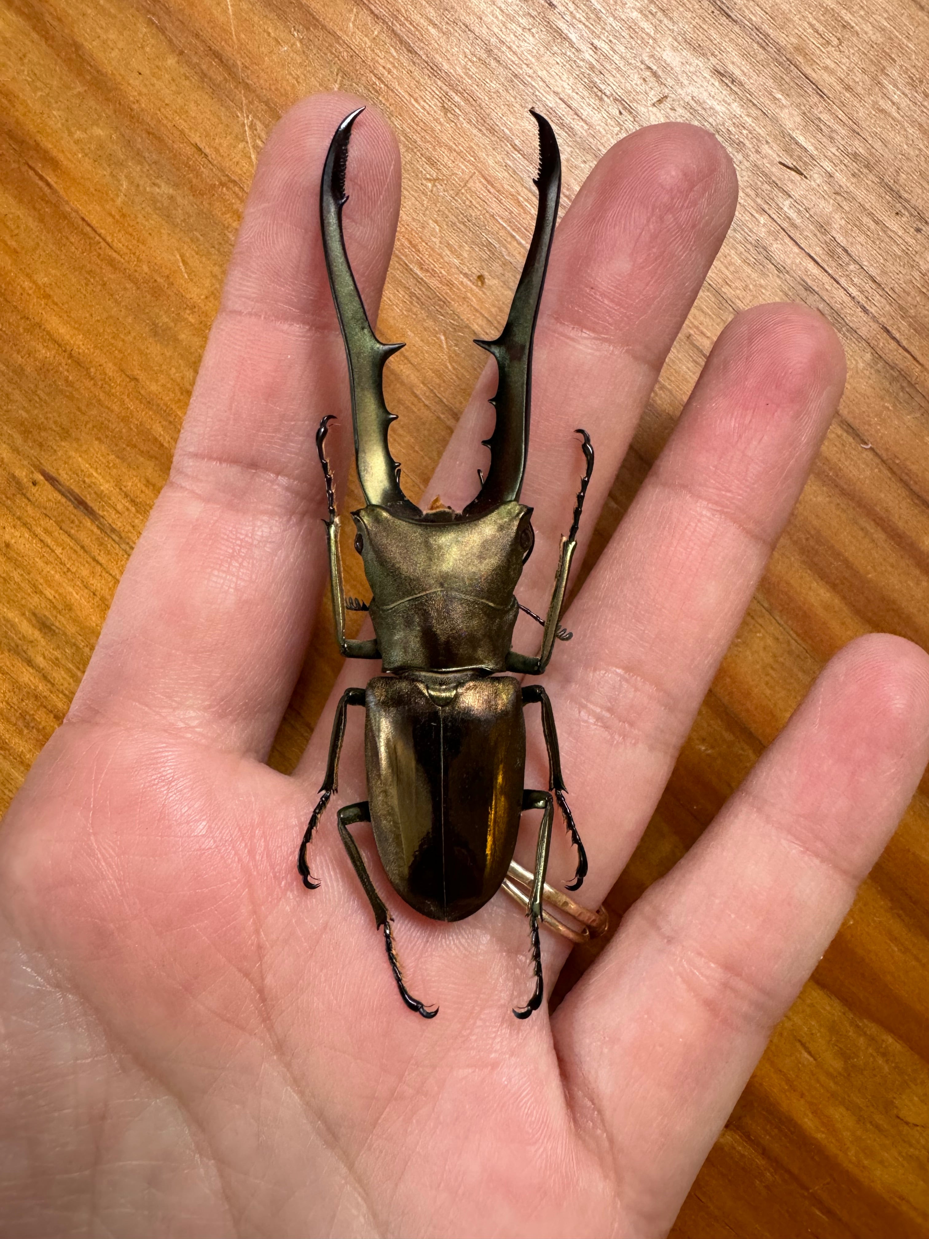 Metallic Stag Beetle 'Cyclommatus metallifer finae'