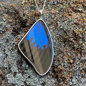 REAL Mountain Blue Swallowtail Butterfly Wing Pendant in 99.5 Fine Silver with 18"-20" Sterling Silver Chain