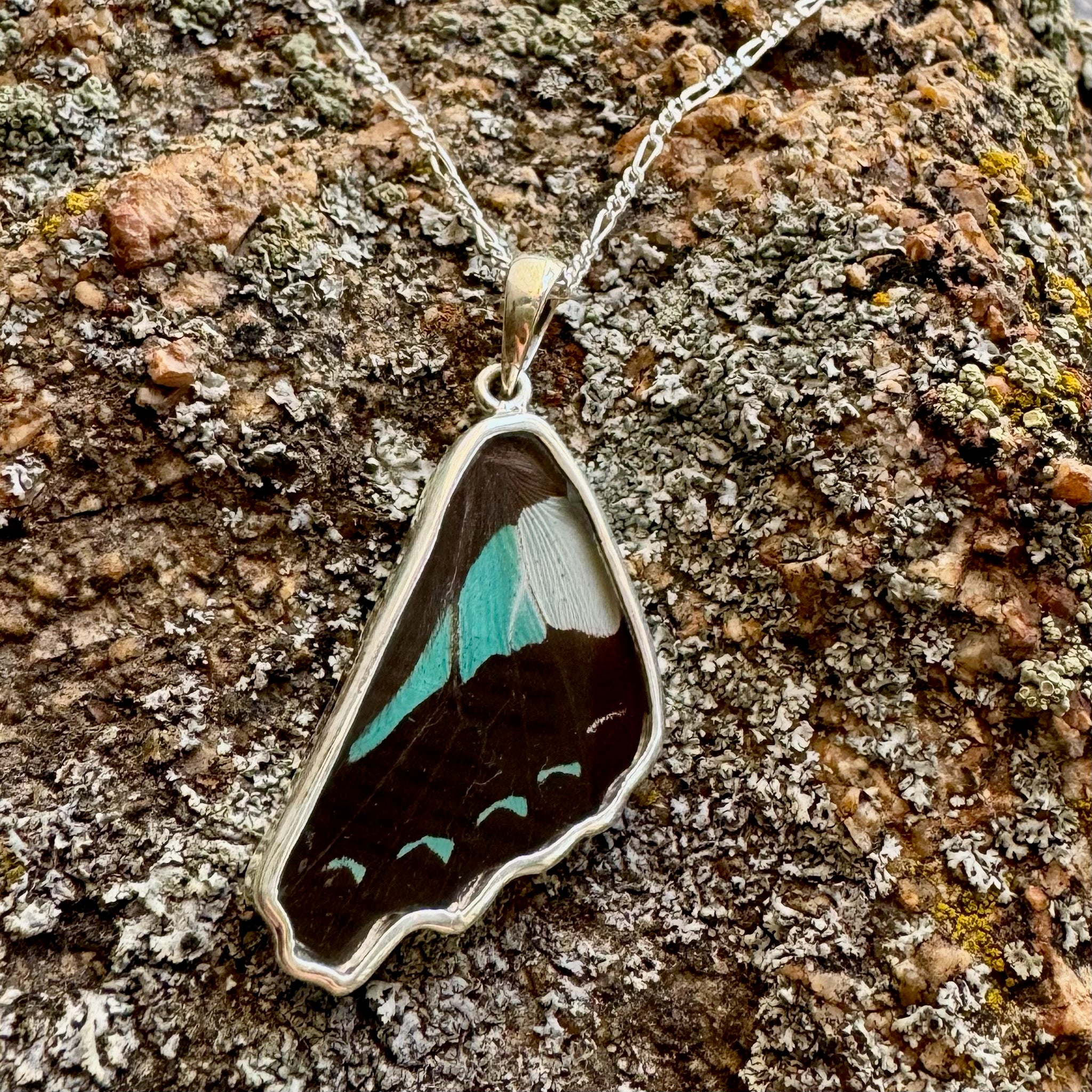REAL Bluebottle Butterfly Wing Pendant in 99.5 Fine Silver with 18"-20" Sterling Silver Chain