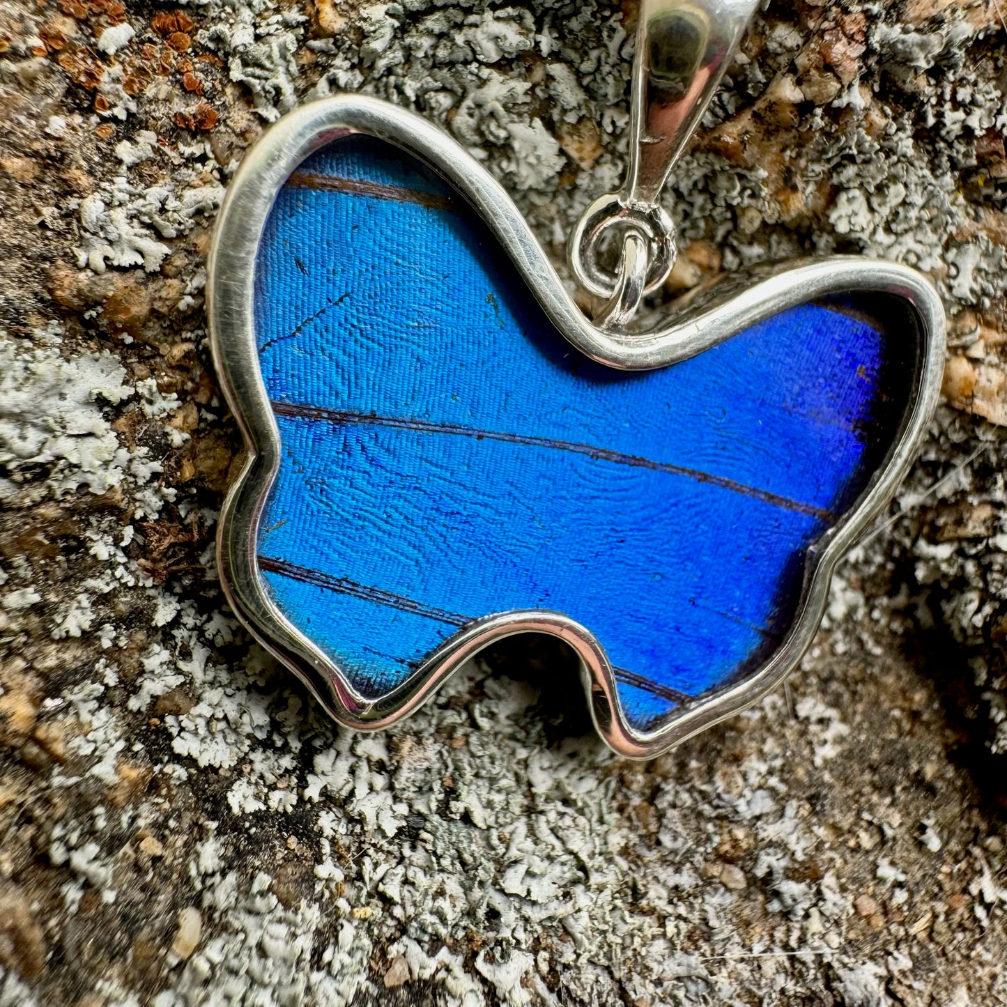 REAL Blue Morpho Butterfly Wing Pendant in 99.5 Fine Silver with 18"-20" Sterling Silver Chain