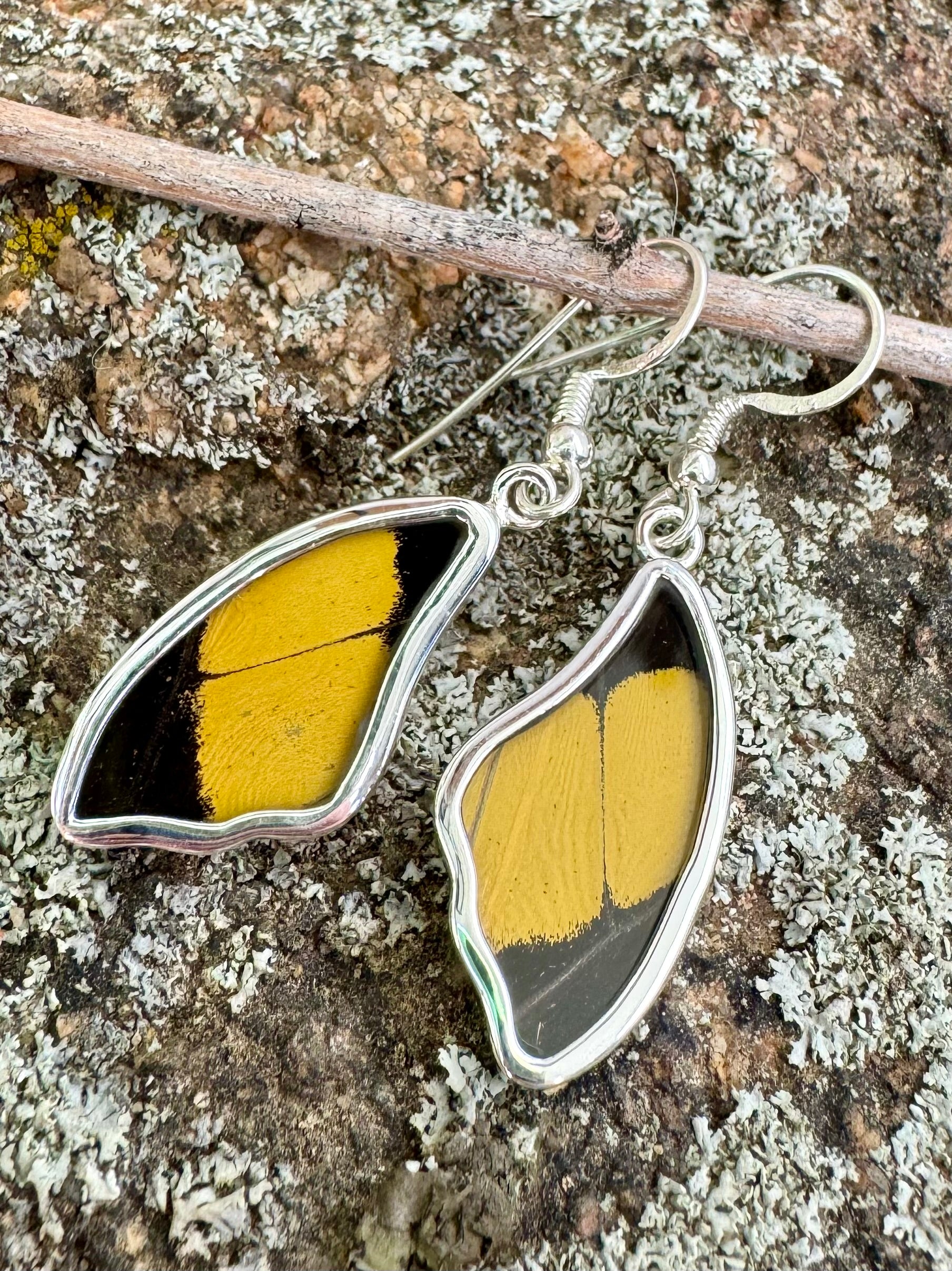 King Swallowtail Butterfly Wing Drop Earrings in 99.5 Fine Silver