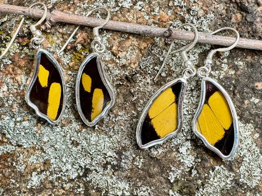 King Swallowtail Butterfly Wing Drop Earrings in 99.5 Fine Silver