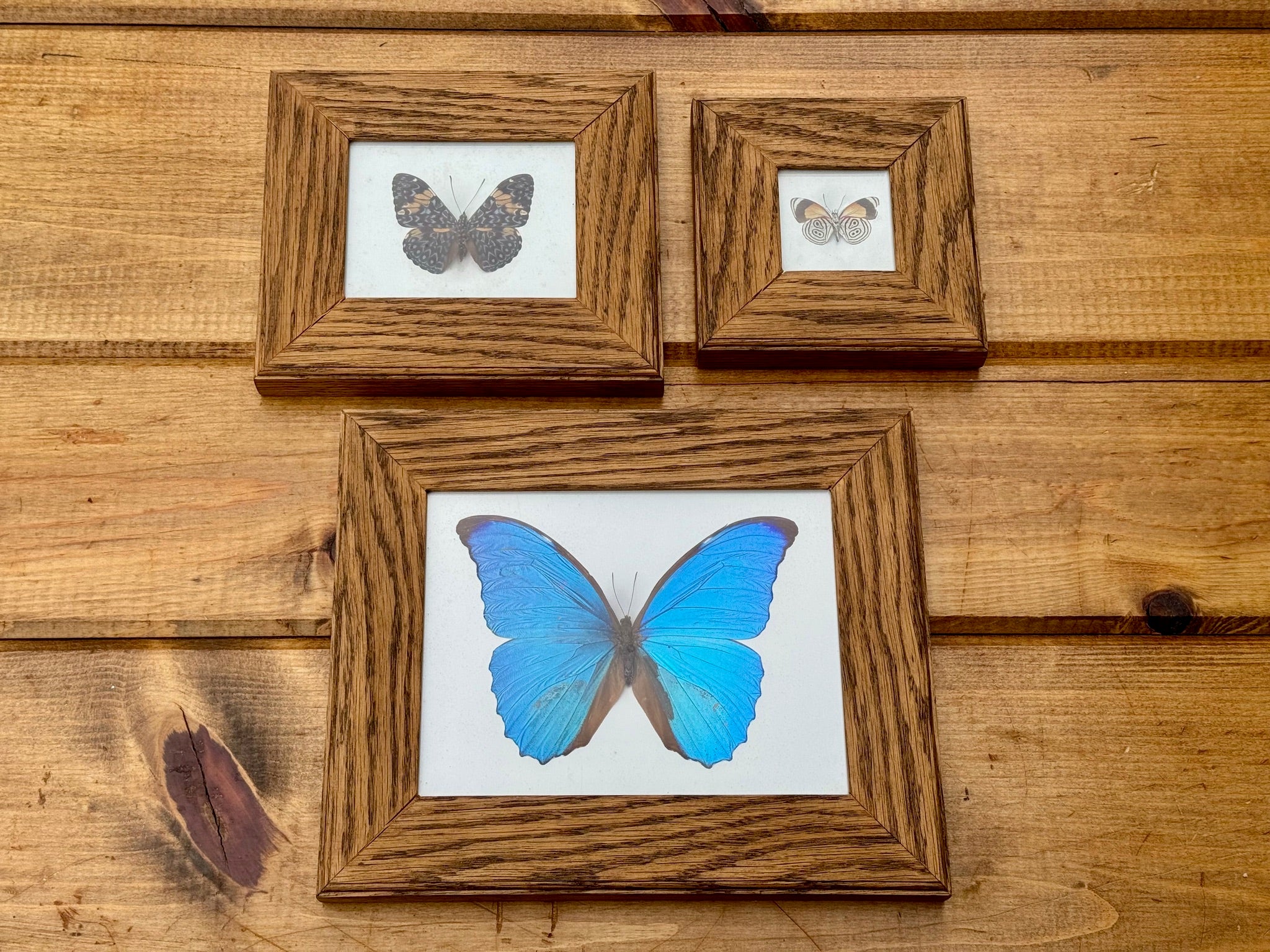 Set of 3 1894 Historical Vintage Butterfly Frames