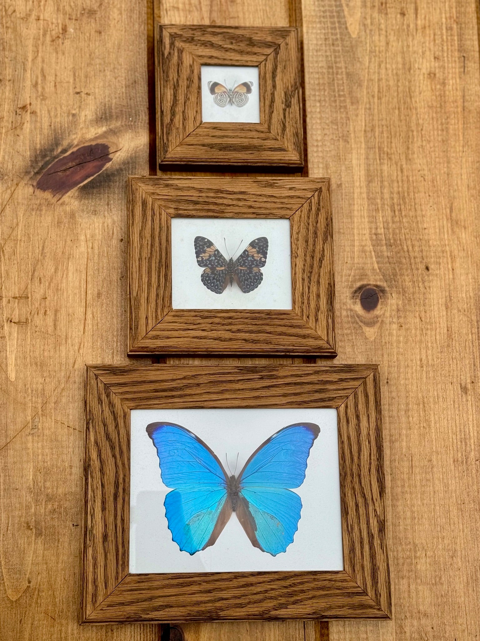 Set of 3 1894 Historical Vintage Butterfly Frames