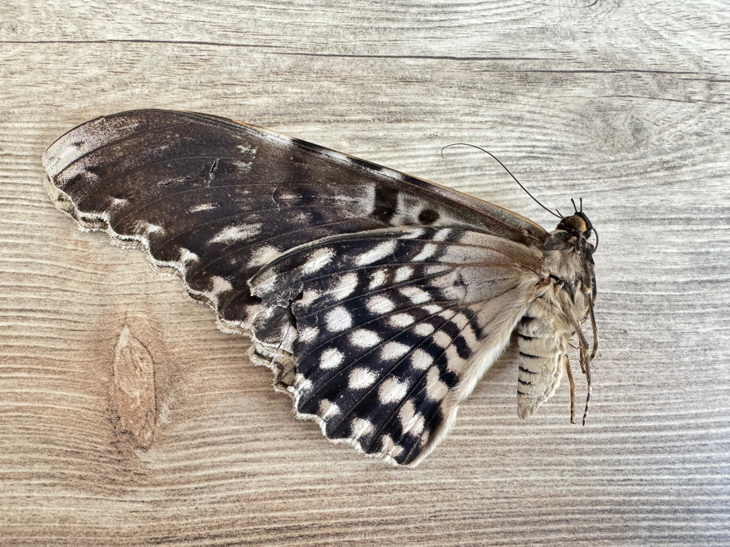 HUGE Thysania agrippina Moth Unspread Damaged