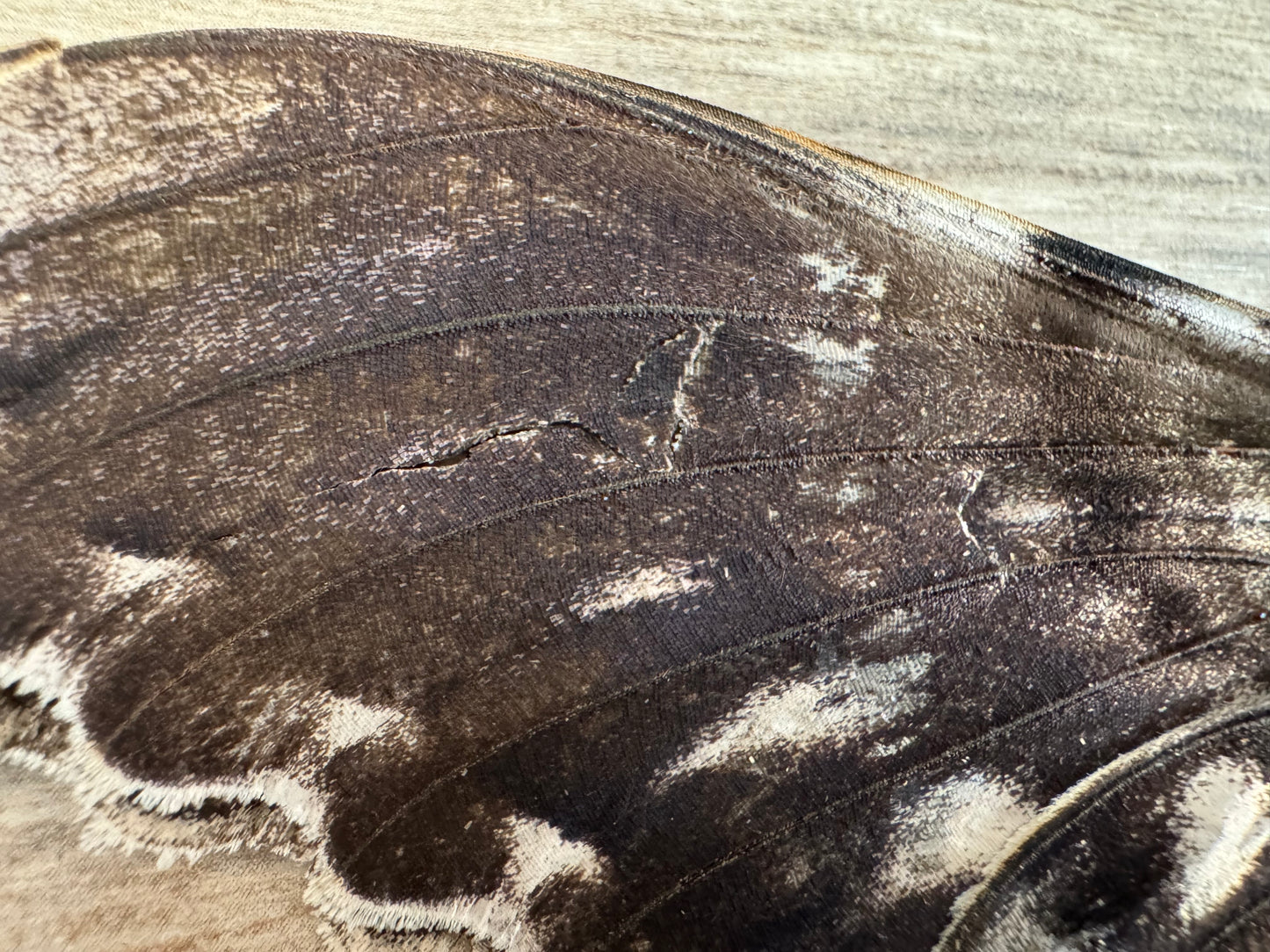 HUGE Thysania agrippina Moth Unspread Damaged