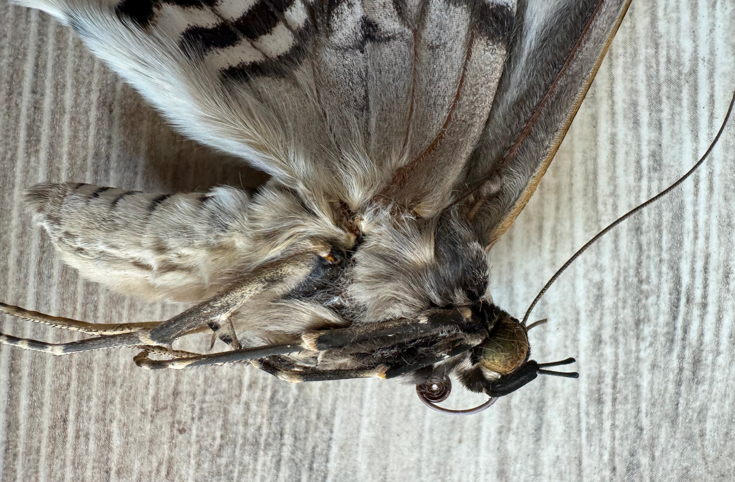 HUGE Thysania agrippina Moth Unspread Damaged