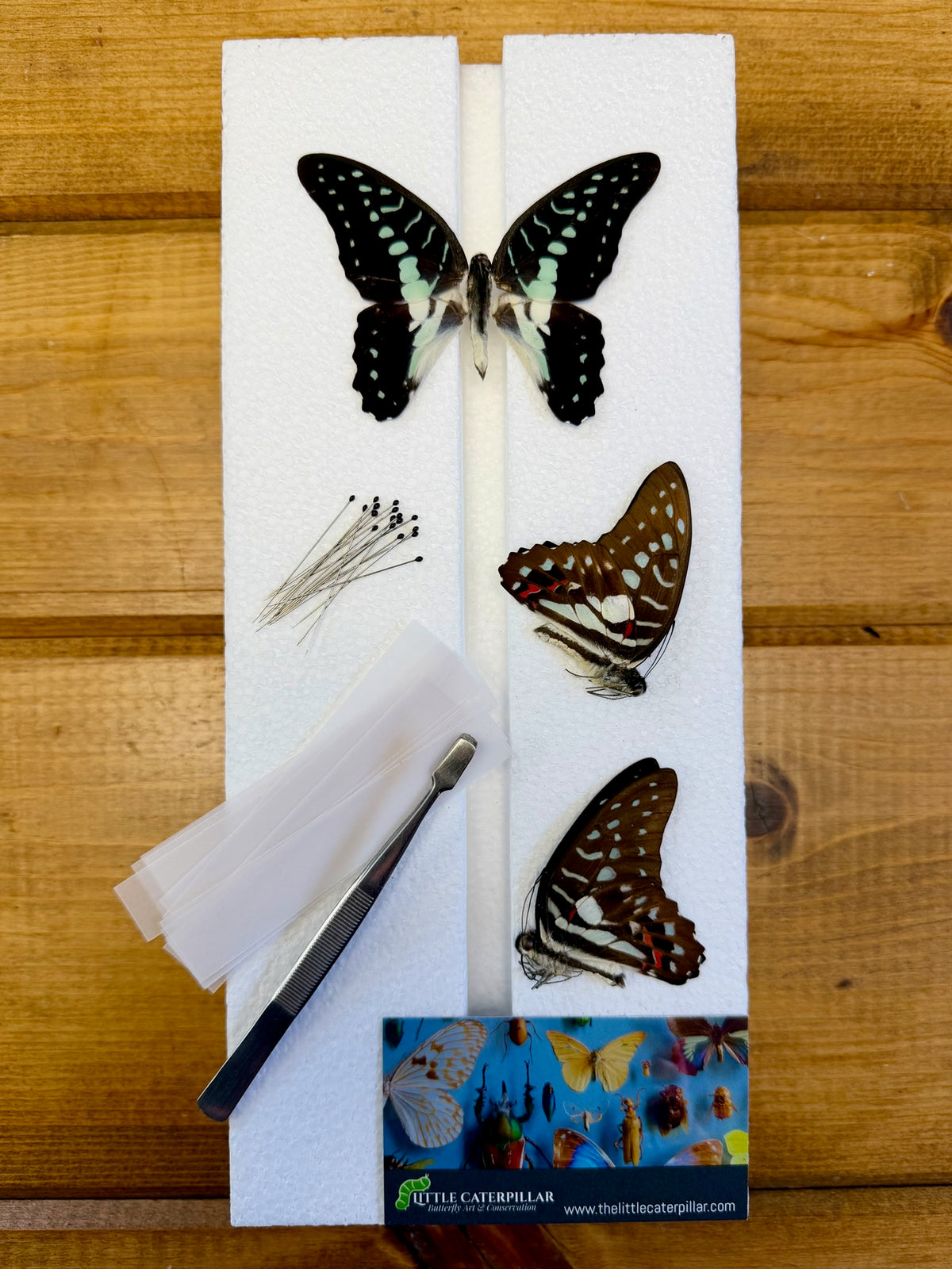 Complete Butterfly Mounting Kit with Spreading Board, PRESERVED BUTTER ...