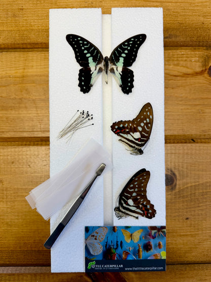 Complete Butterfly Mounting Kit with Spreading Board, PRESERVED BUTTERFLIES, entomology tweezers and more! Pinning Kit