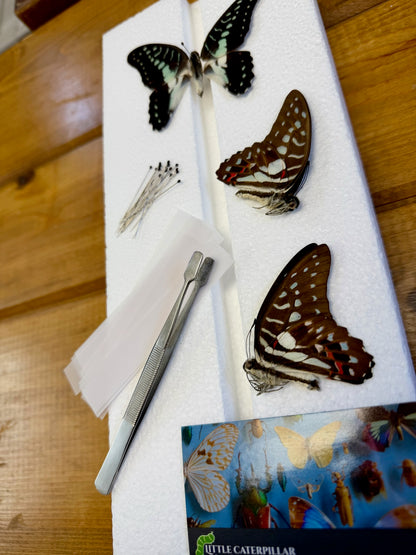 Complete Butterfly Mounting Kit with Spreading Board, PRESERVED BUTTERFLIES, entomology tweezers and more! Pinning Kit