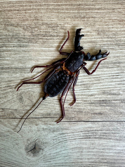 Vinegaroon Whip Scorpion 'Hypocnoctus siamensis' SPREAD