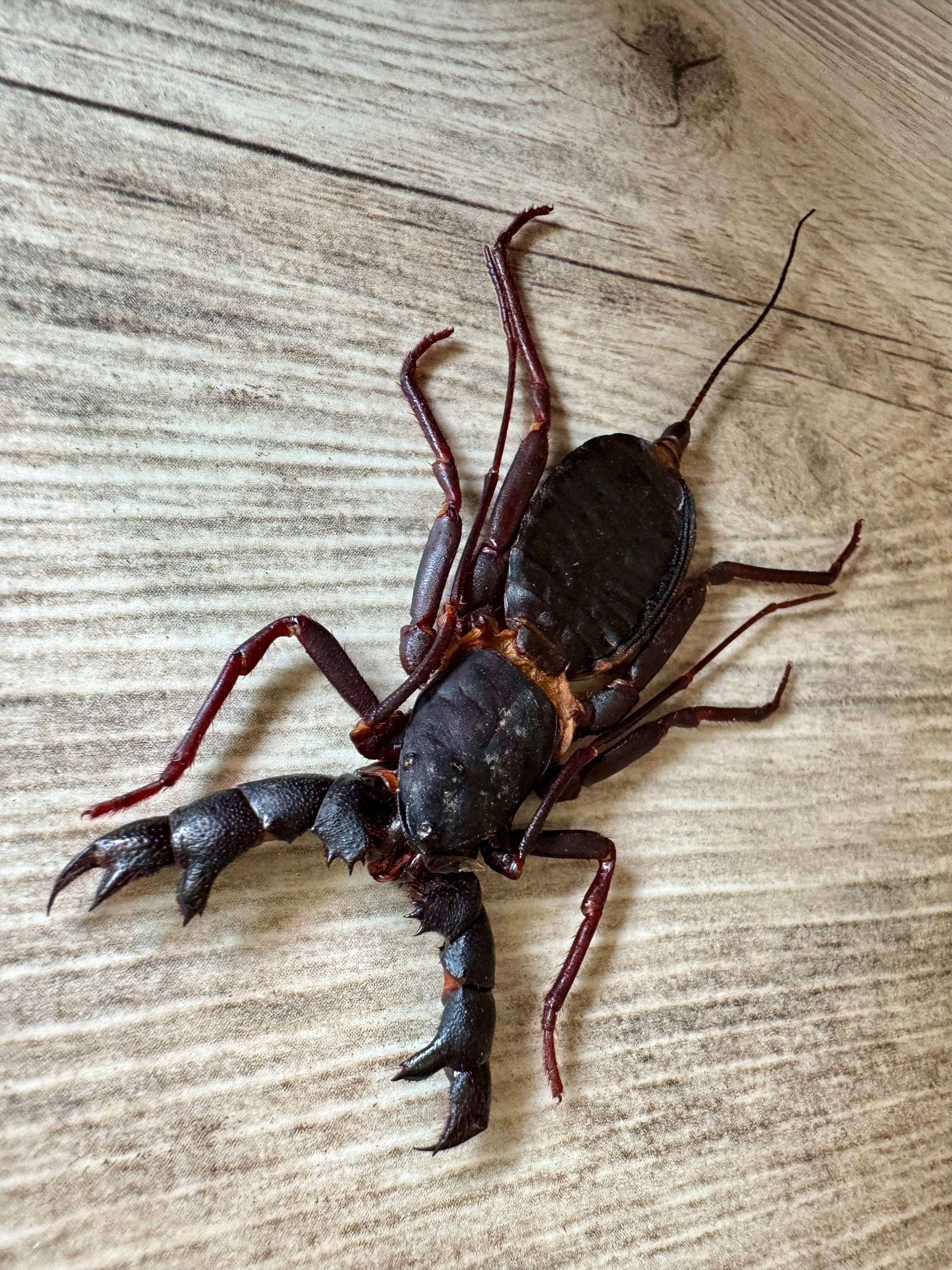 Vinegaroon Whip Scorpion 'Hypocnoctus siamensis' SPREAD