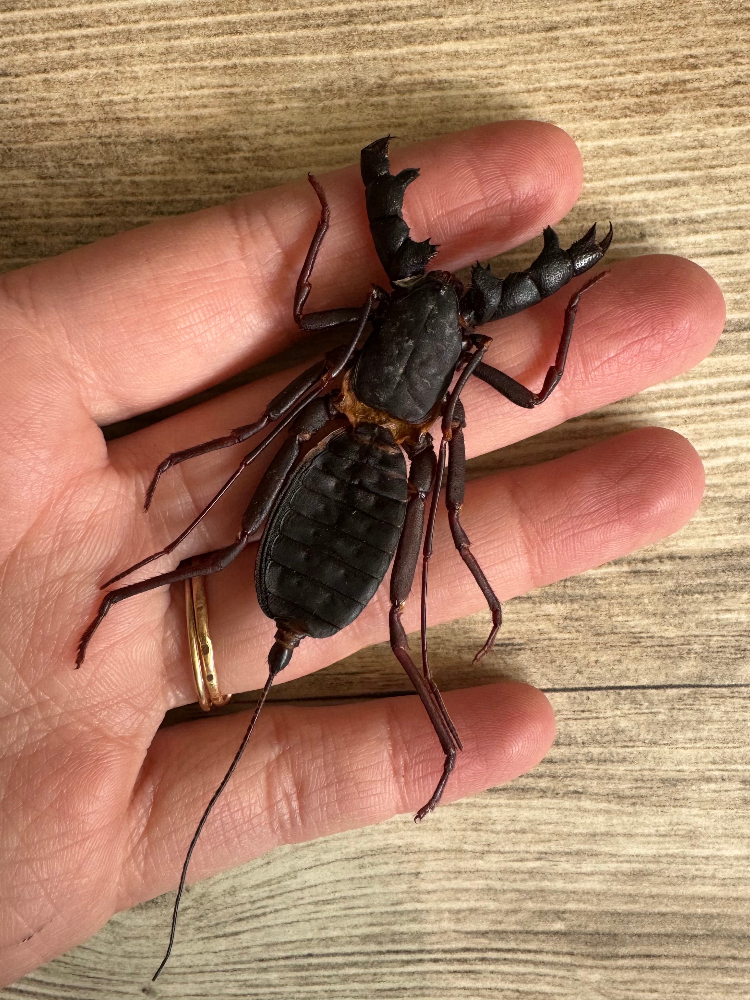 Vinegaroon Whip Scorpion 'Hypocnoctus siamensis' SPREAD
