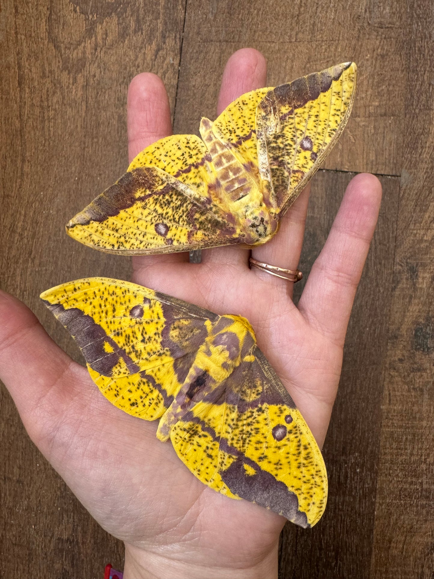 REAL Imperial Moth, Eacles imperialis, BIG!