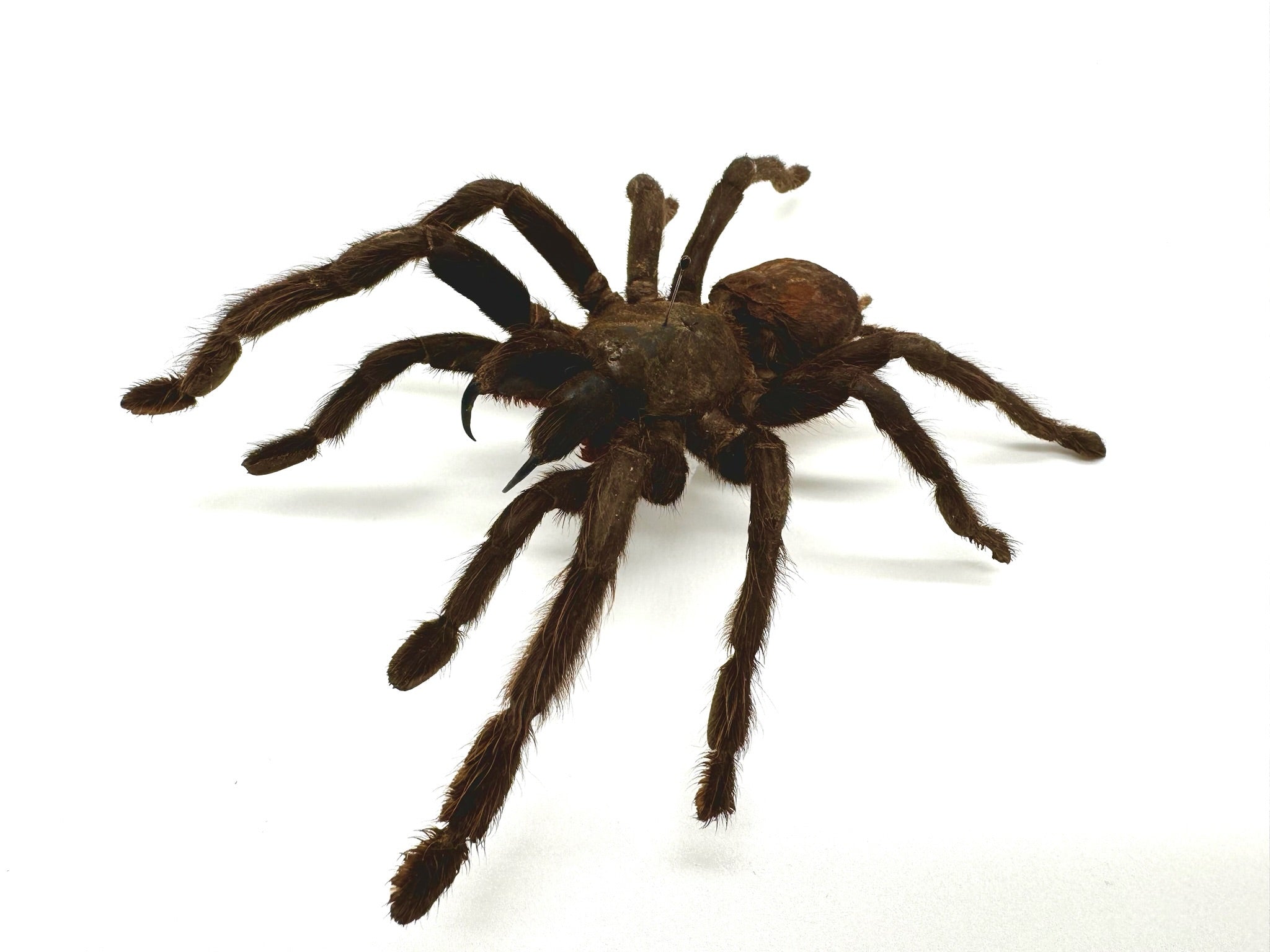 HUGE Thailand Black Tarantula ‘Haplopelma minax’ unspread – The Little ...